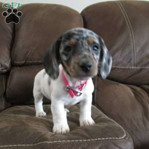 Maui, Dachshund Puppy